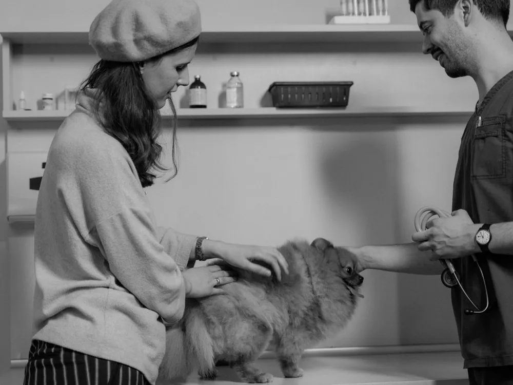 Atendimento veterinário realizado com cuidado e atenção